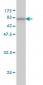 FUCA1 Antibody (monoclonal) (M01)